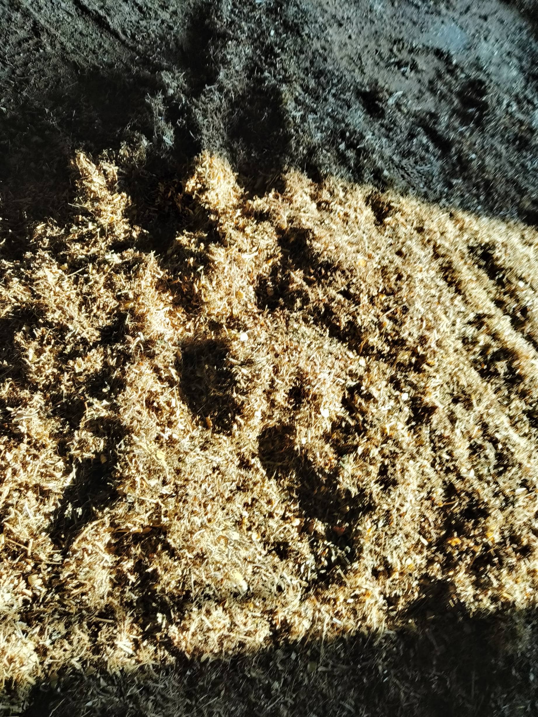 biocoal