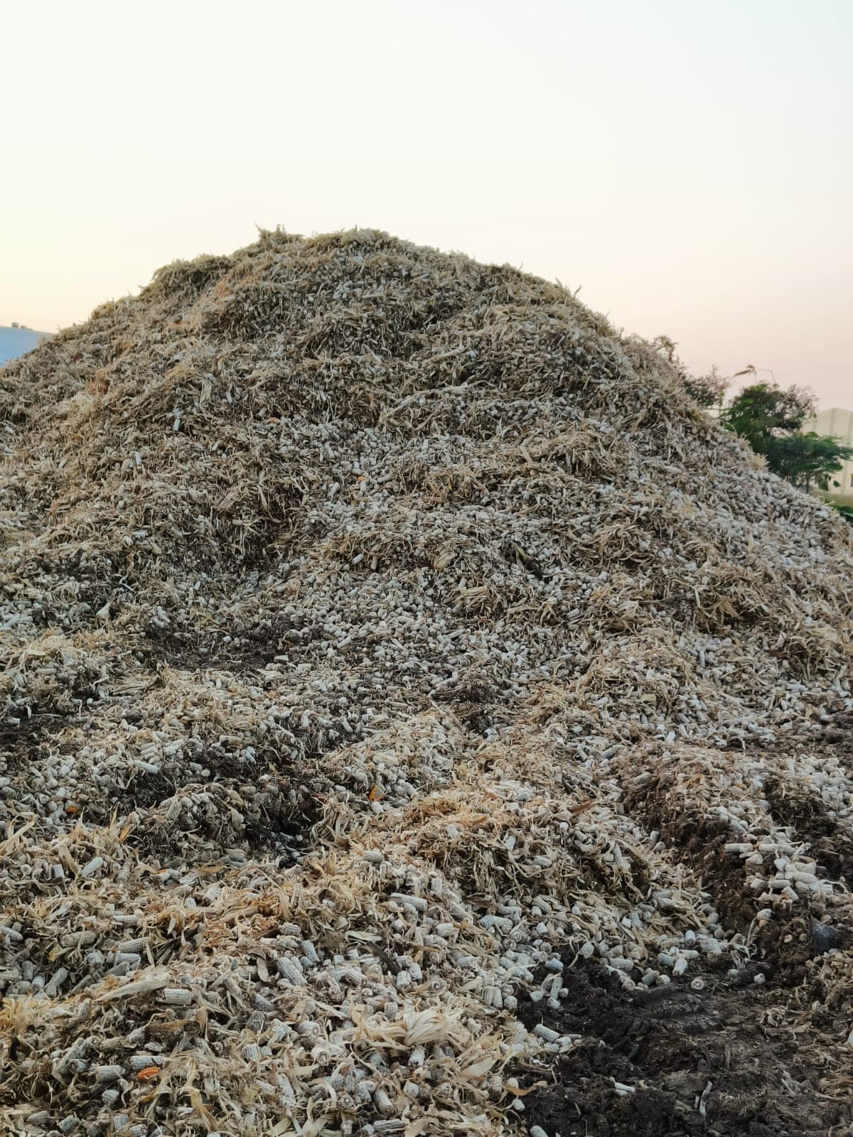 Biomass Pellet